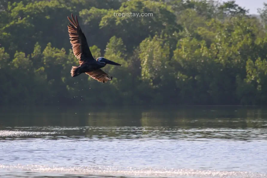 Exploring Cuba’s Top 12 Birdwatching Destinations