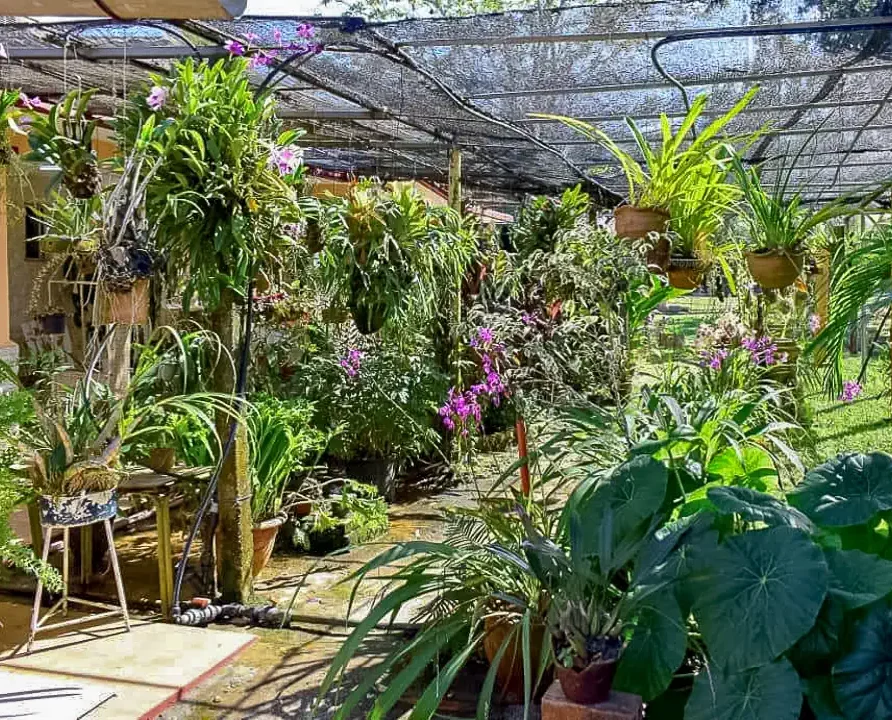 Casa Papo y Niulvys, Viñales. Guest House. Garden.